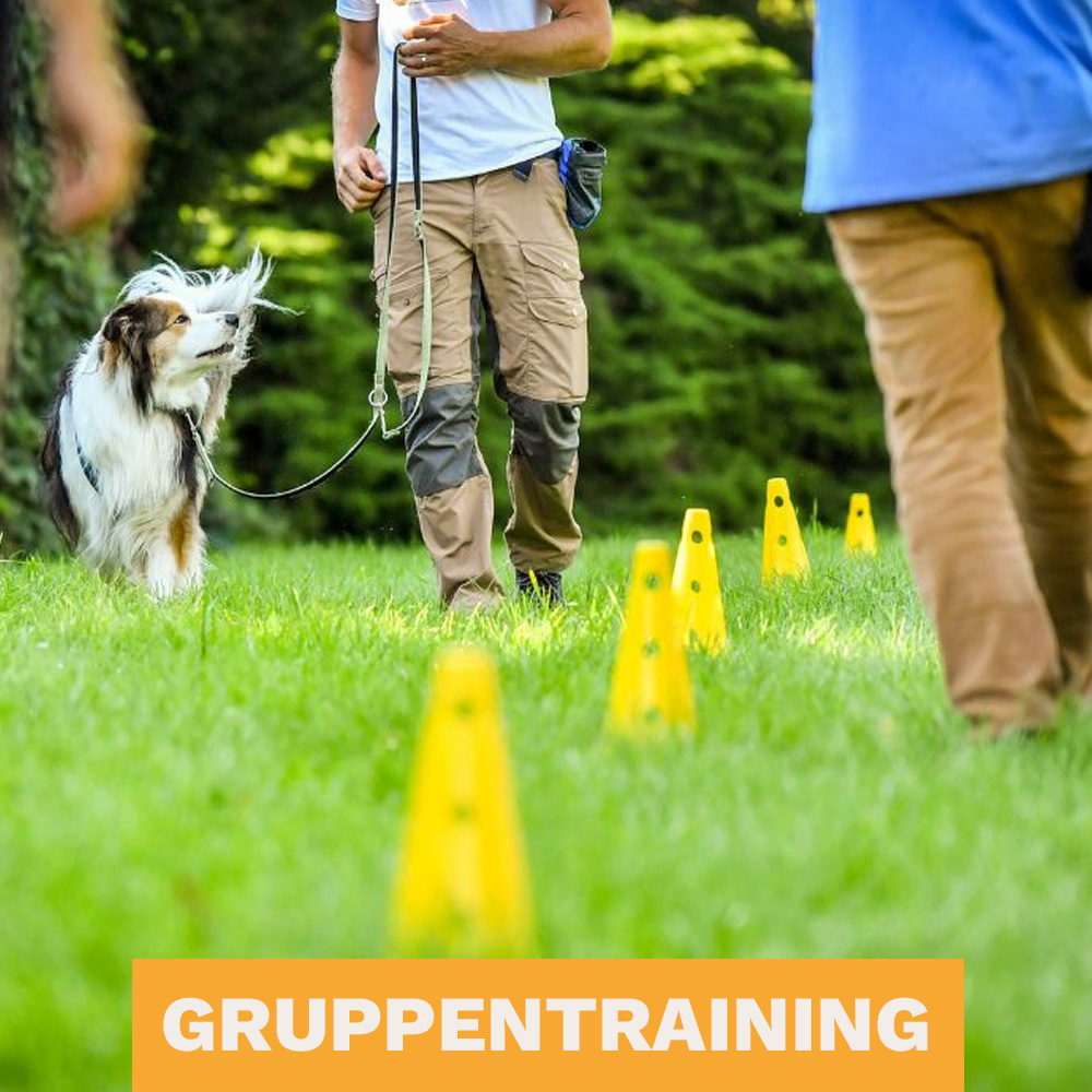 Hunde beim Gruppentraining