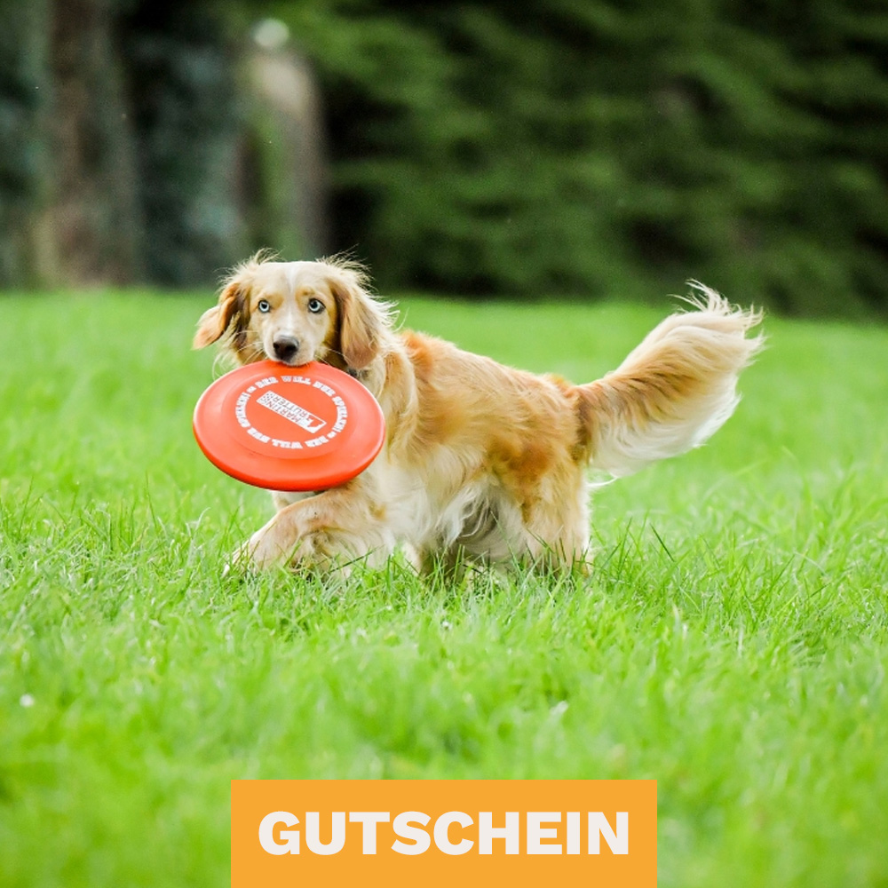 Hund mit einer Frisbee, Bild für Gutscheine