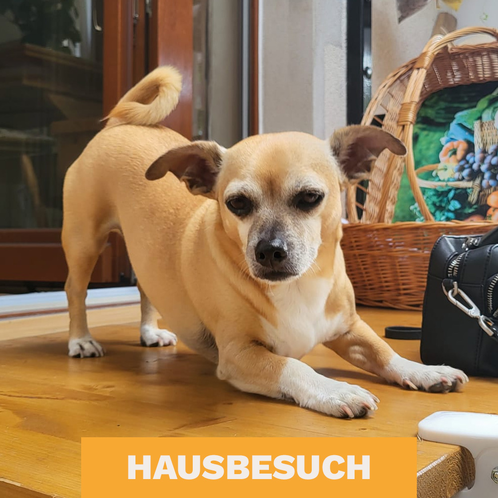 kleiner Hund beim Hausbesuch