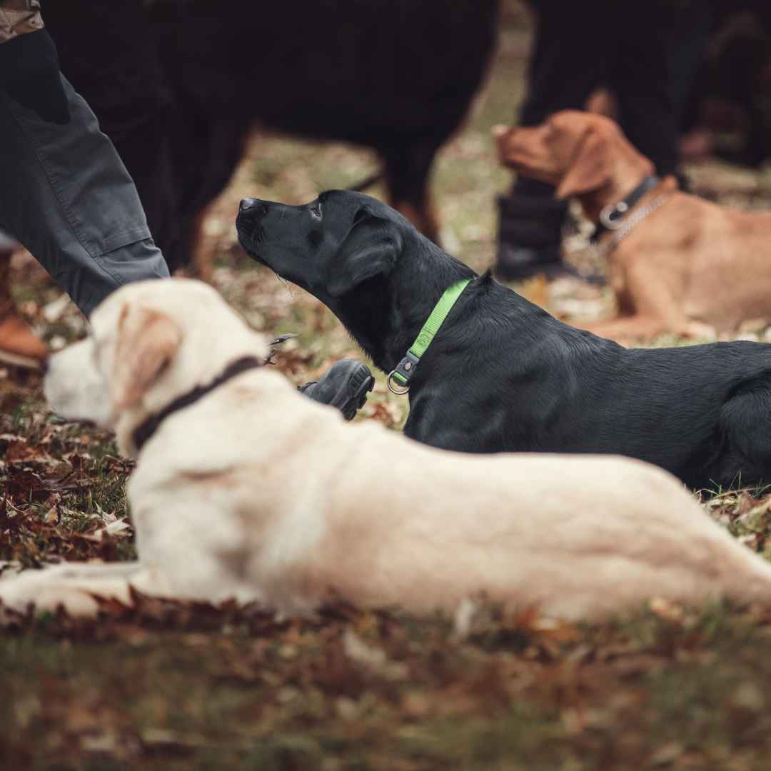 Gruppentraining mit mehreren Hunden