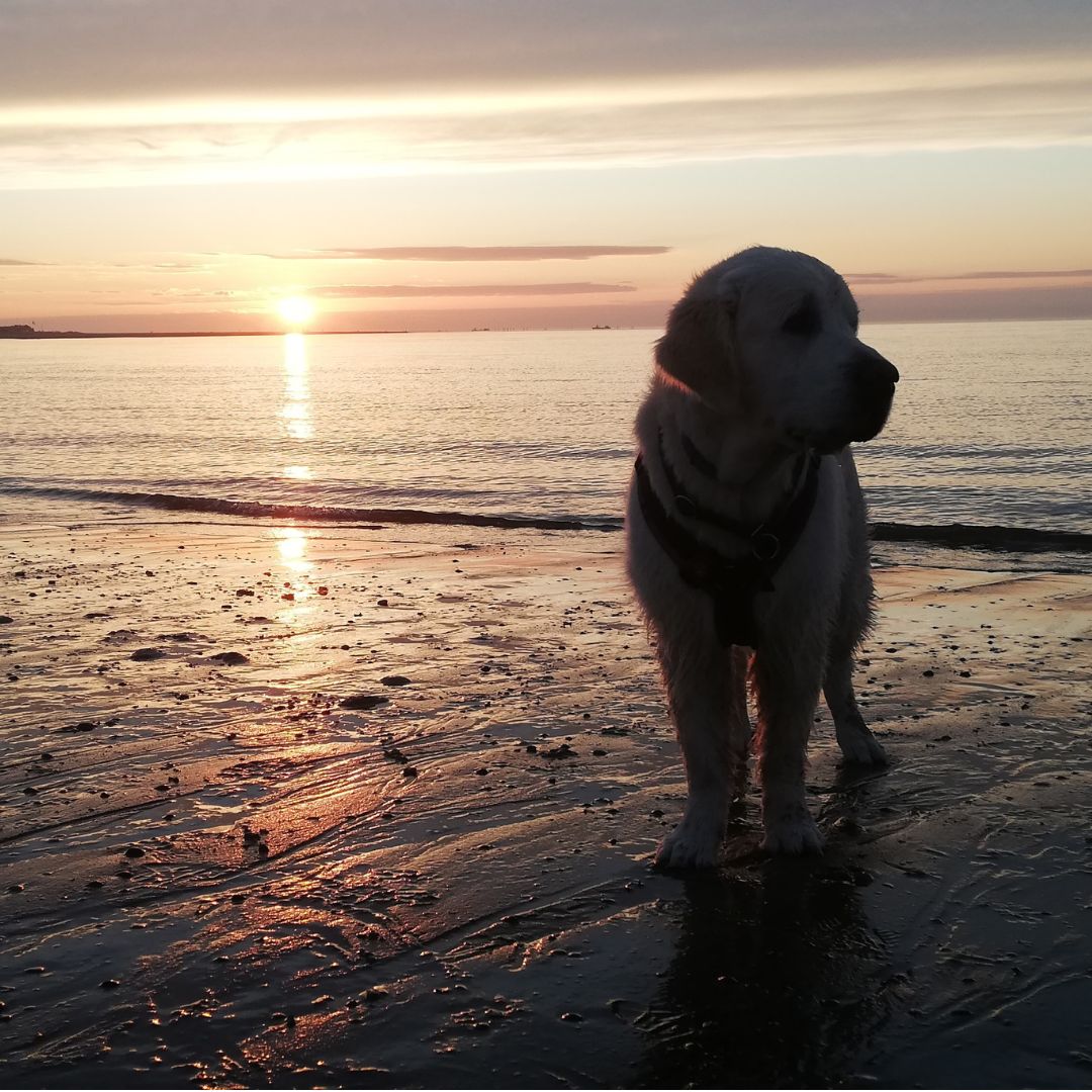 Trainingsferien - Urlaub mit Hund in den Niederlanden