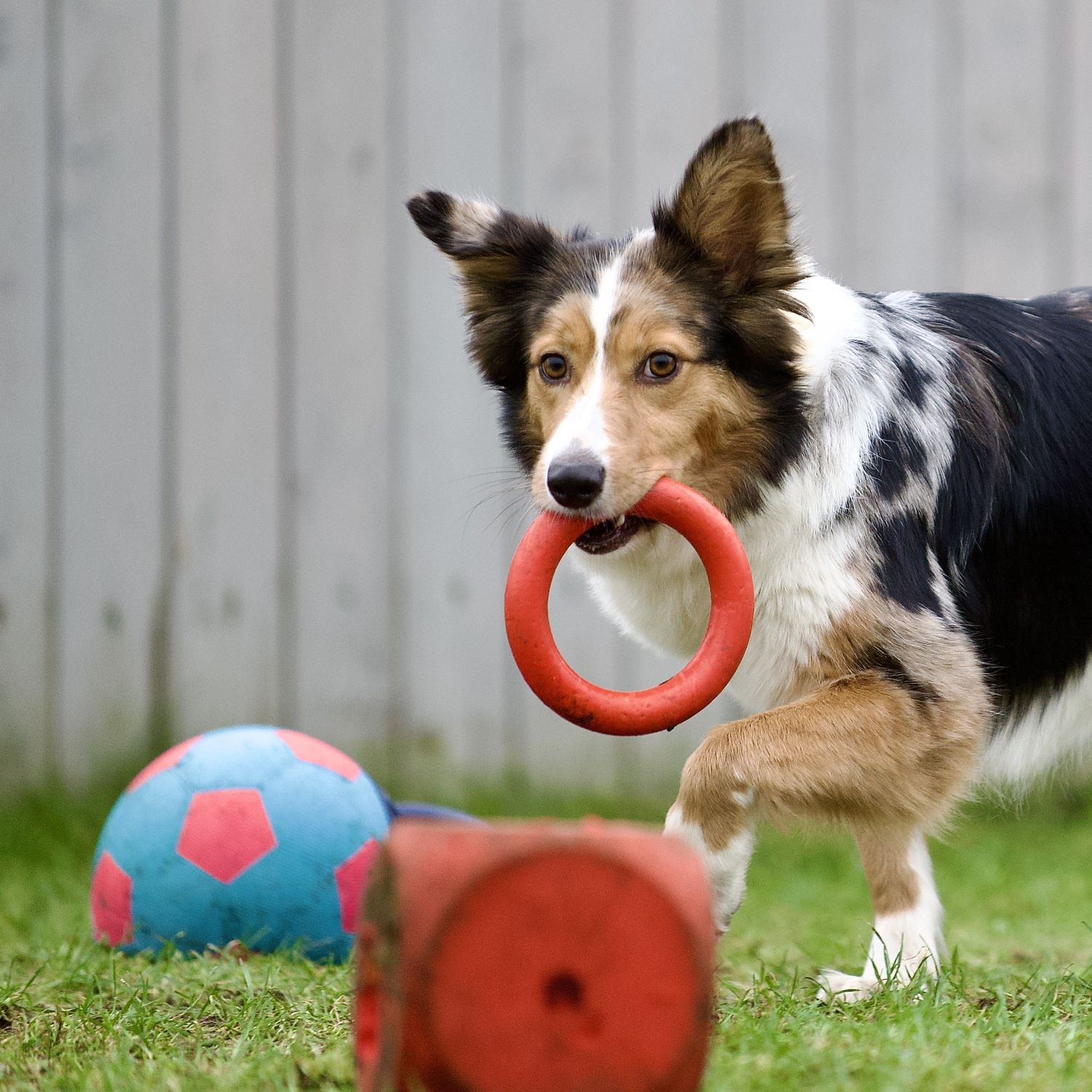 Apportieren: Ein Hund trägt einen Gummi-Ring.