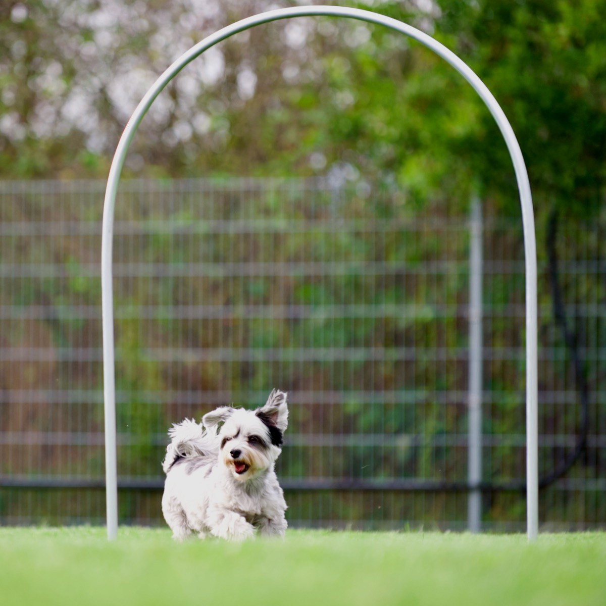 Hoopers Agility: Ein sehr kleiner Hund läuft durch einen Bogen, genannt Hoop.