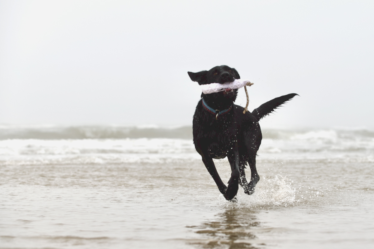 Apportieren: Ein schwarzer Hund läuft am Strand durch Wasser und trägt ein Apportel.