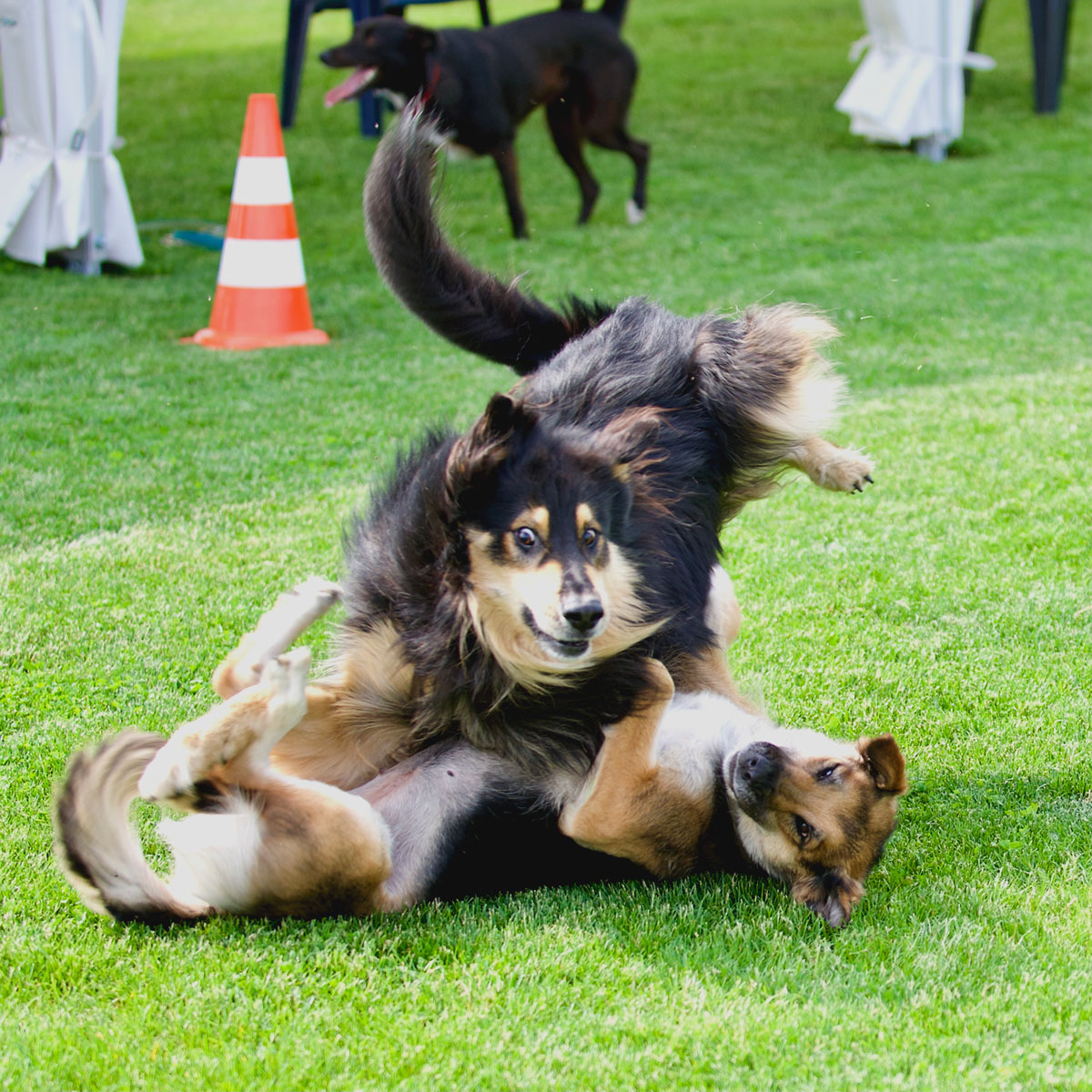 Zwei Hunde spielen offenbar miteinander.