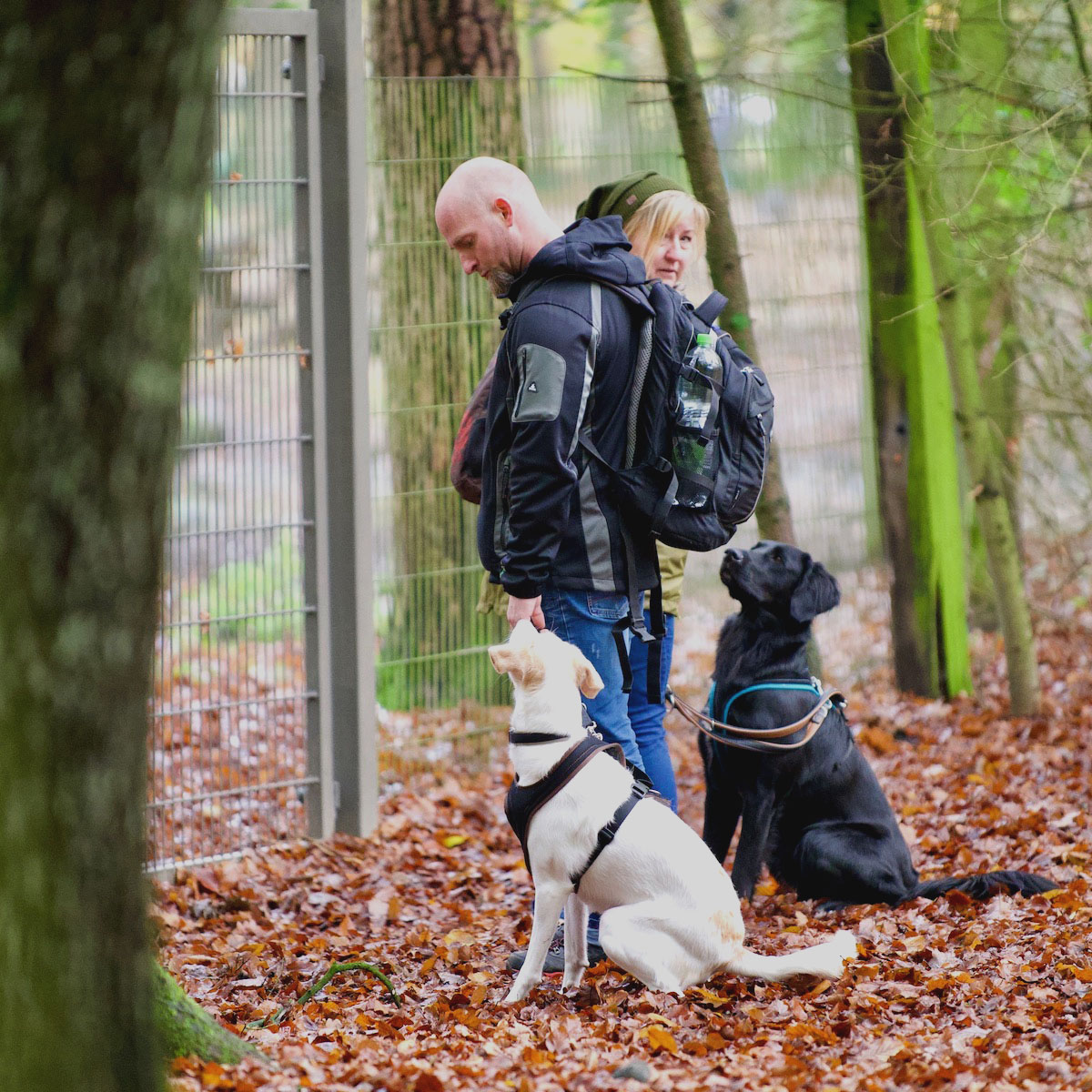 Zwei Menschen mit ihren Hunden in einem herbstlichen Wald.