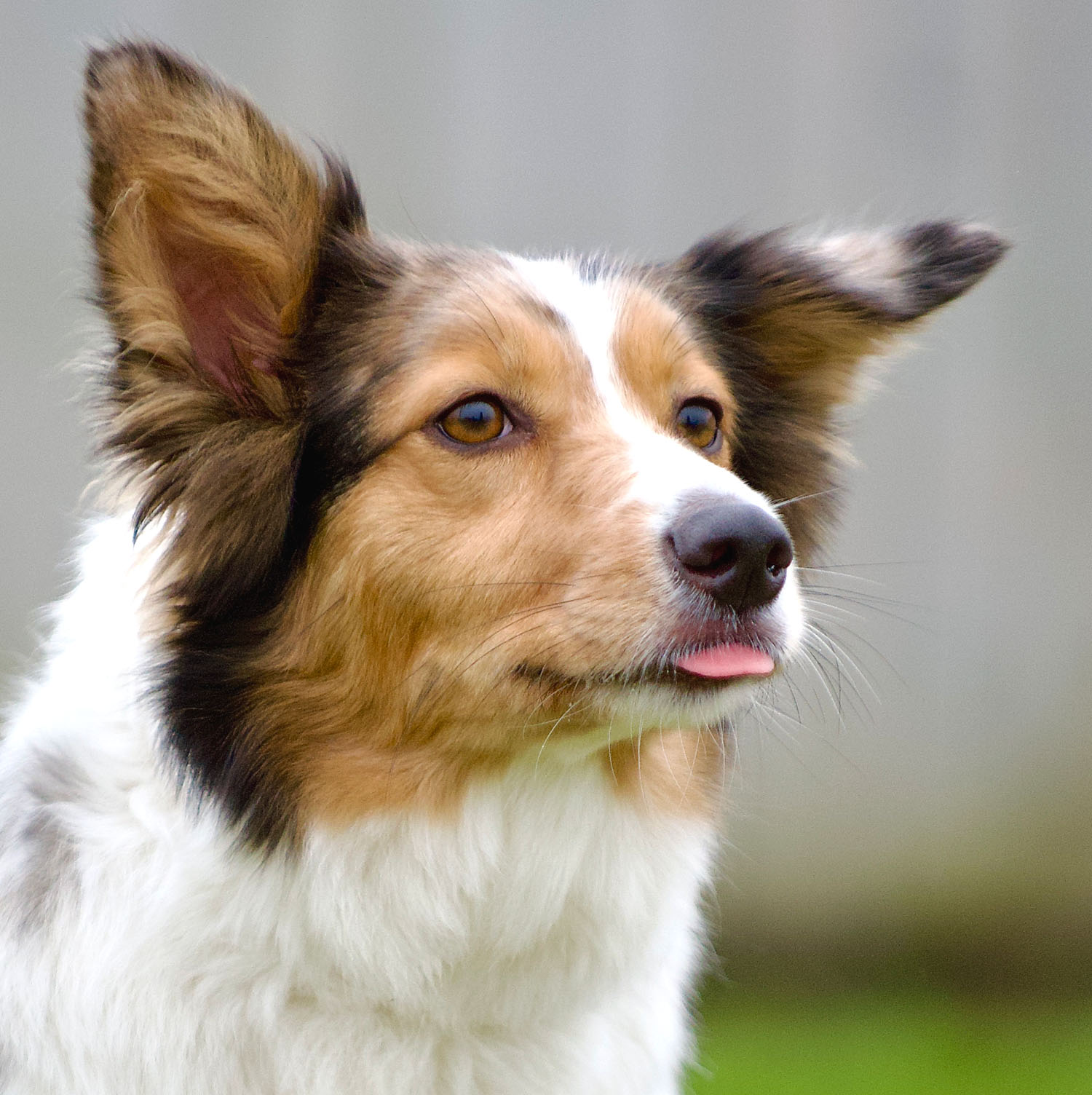 Ein junger Hund streckt die Zunge raus.