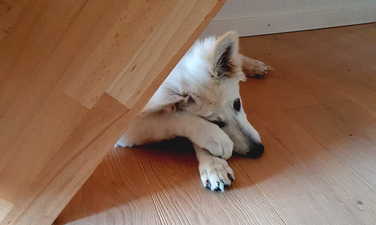 Ein junger Hund legt sich die Pfote vor die Augen.