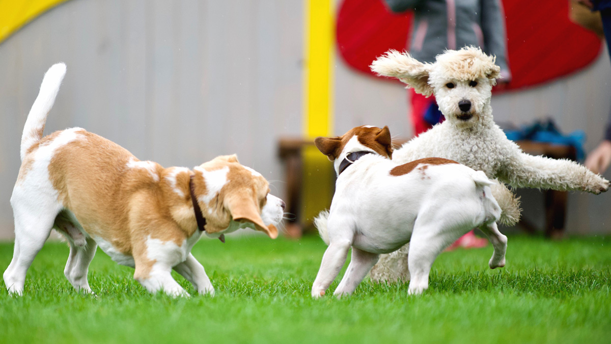 Drei junge Hunde rennen miteinander.