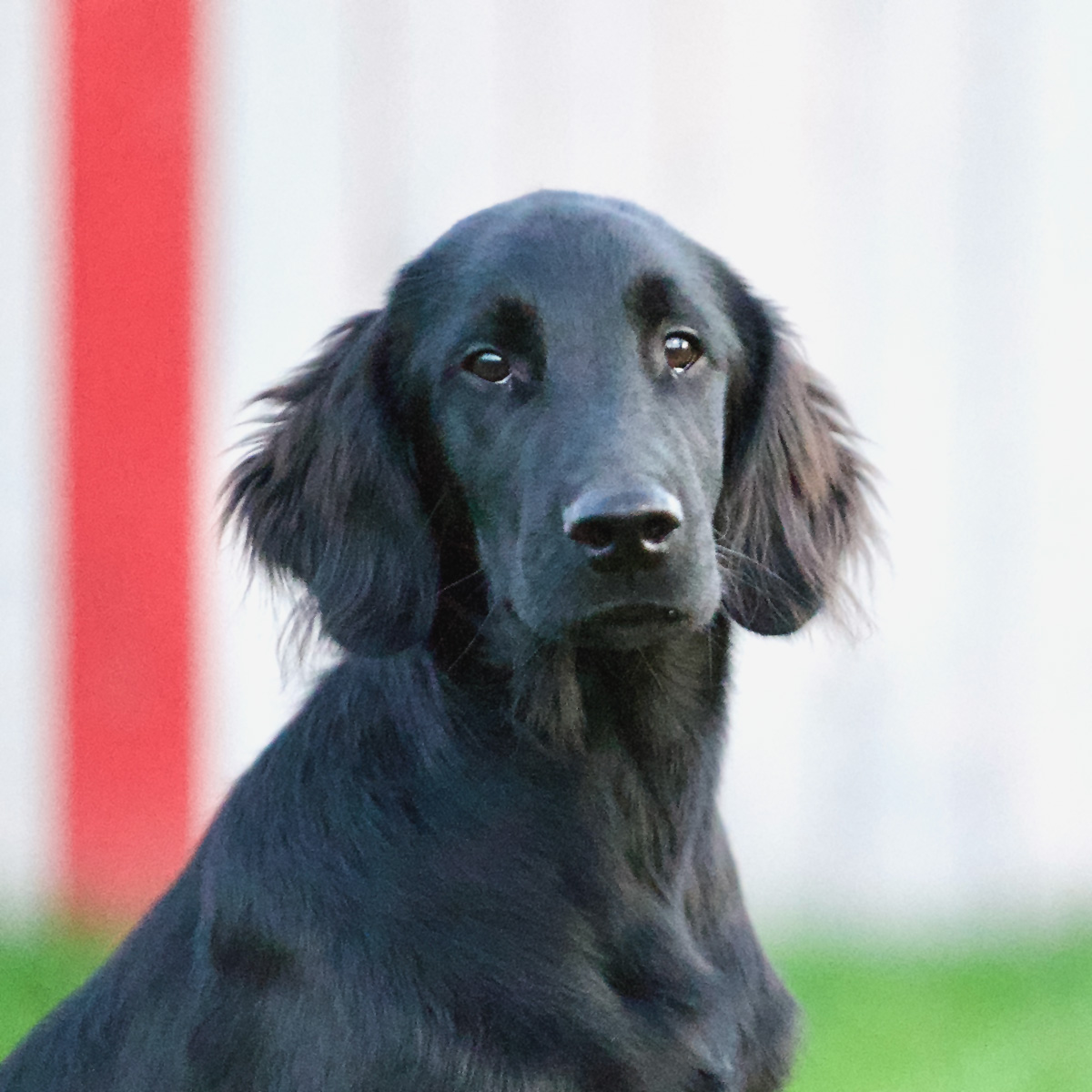 Ein junger Flat Coated Retriever schaut in die Kamera.