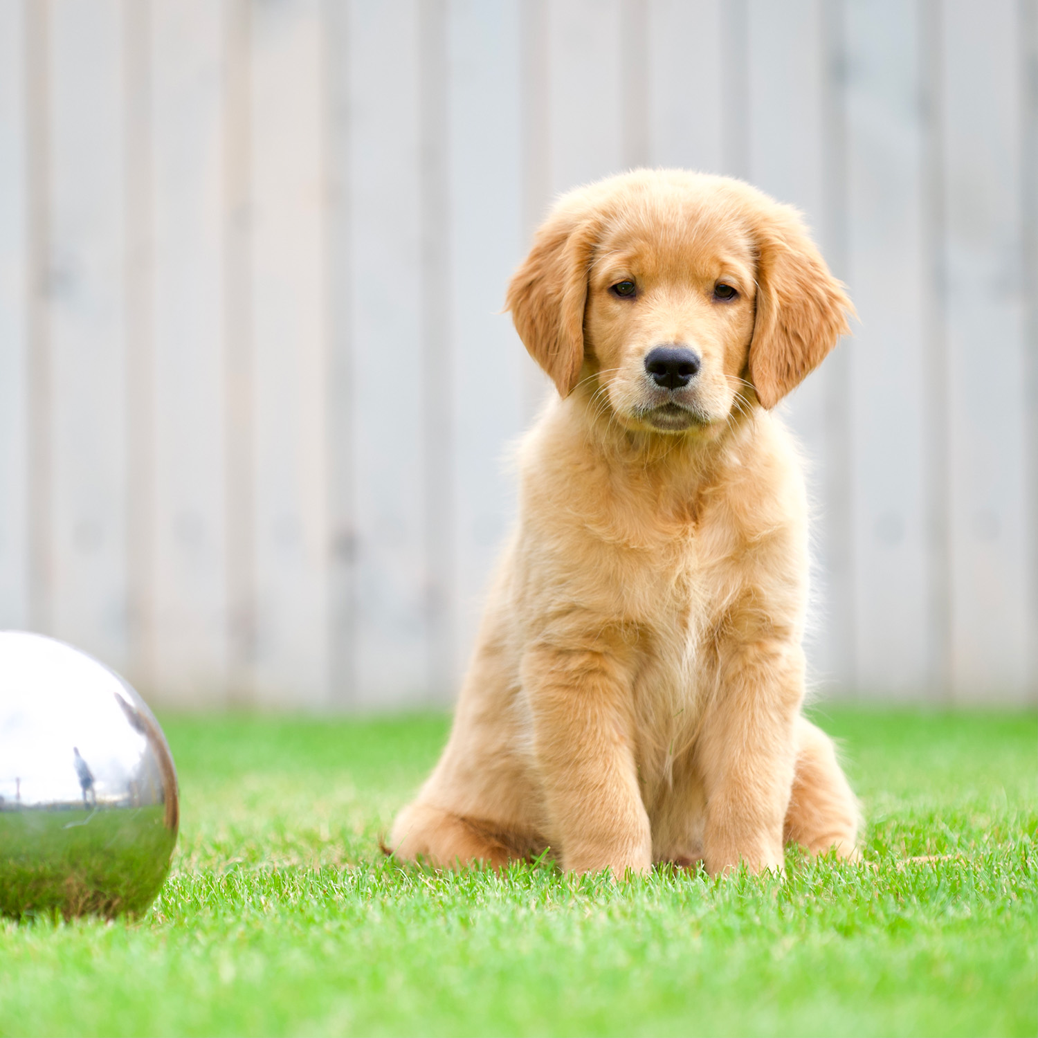 Ein Golden Retriever Welpe schaut in die Kamera.