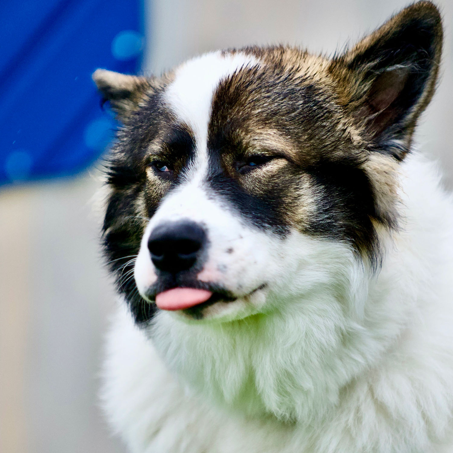 Ein junger Hund streckt die Zunge raus.