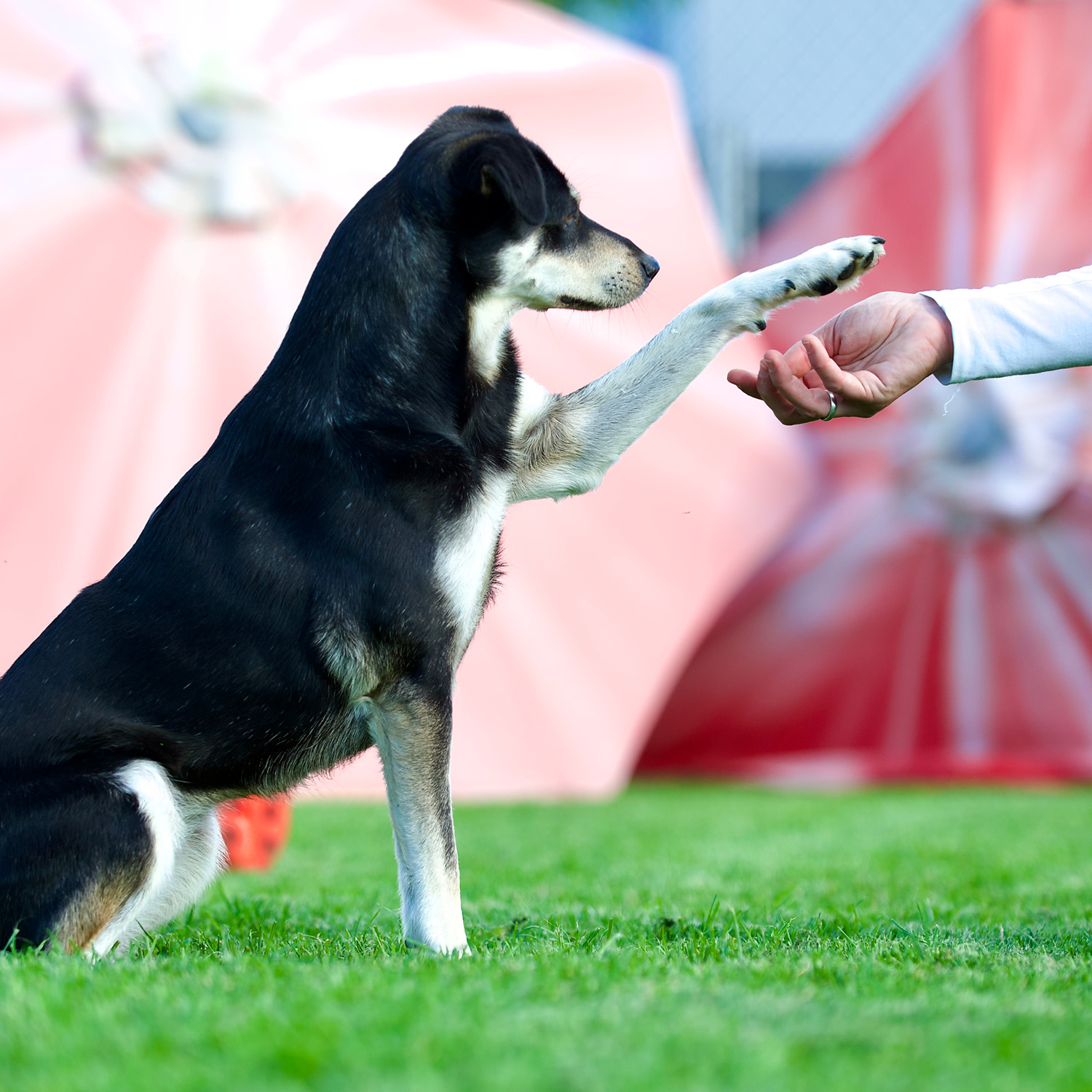 Ein Hund legt sein Pfötchen auf eine Hand.