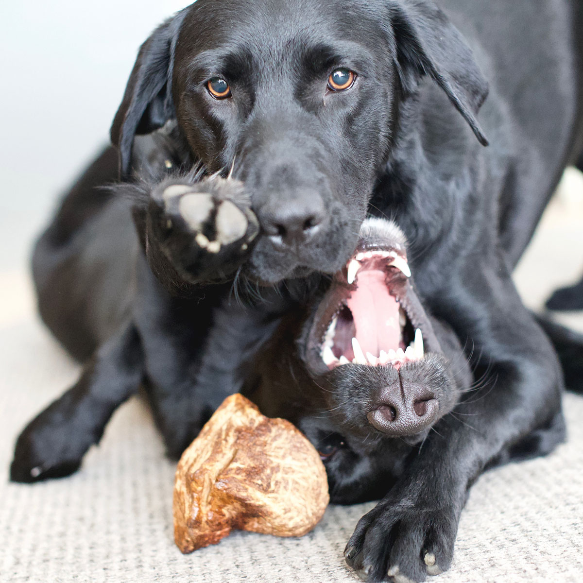 Zwei schwarze Hunde spielen miteinander, der eine liegt auf dem anderen.