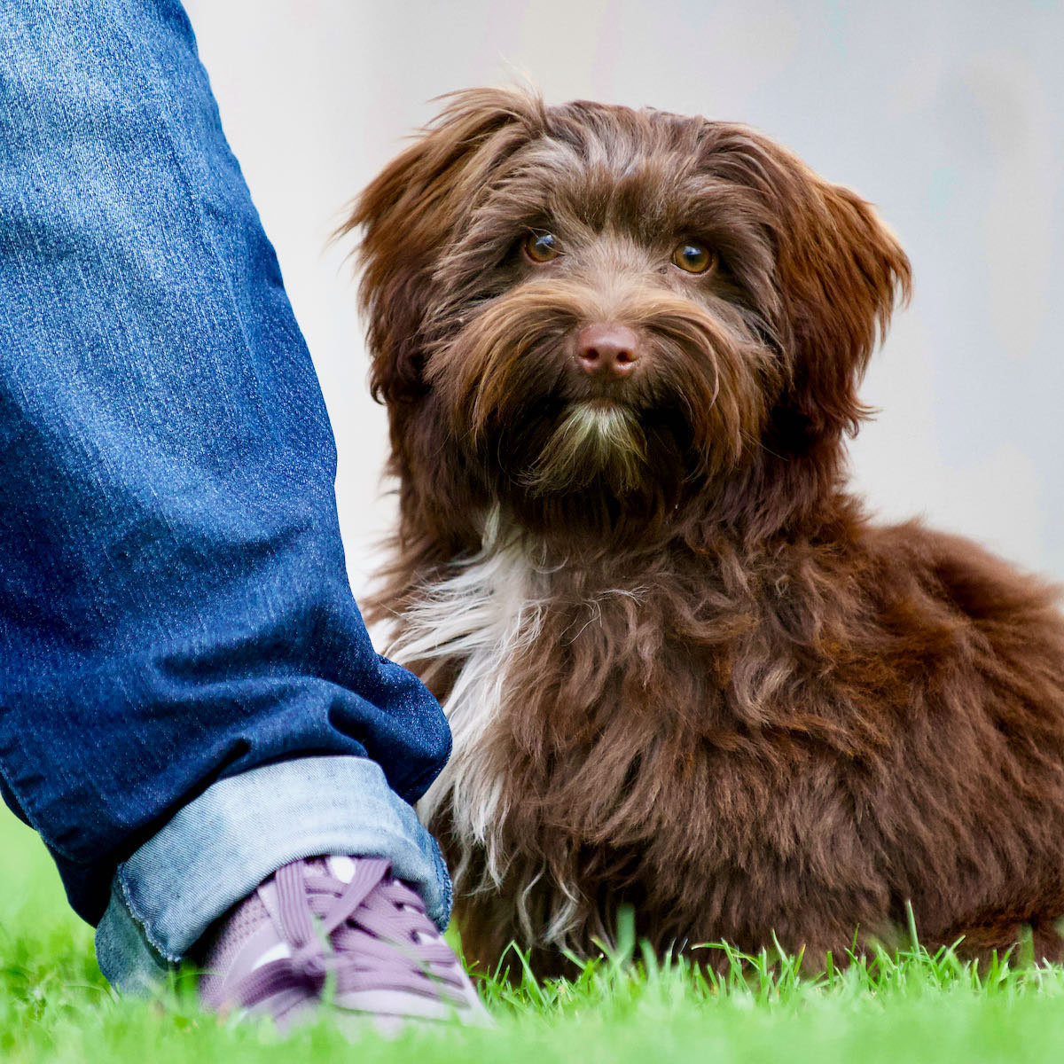 Ein kleiner brauner Hund sitzt hinter dem Bein eines Menschen.