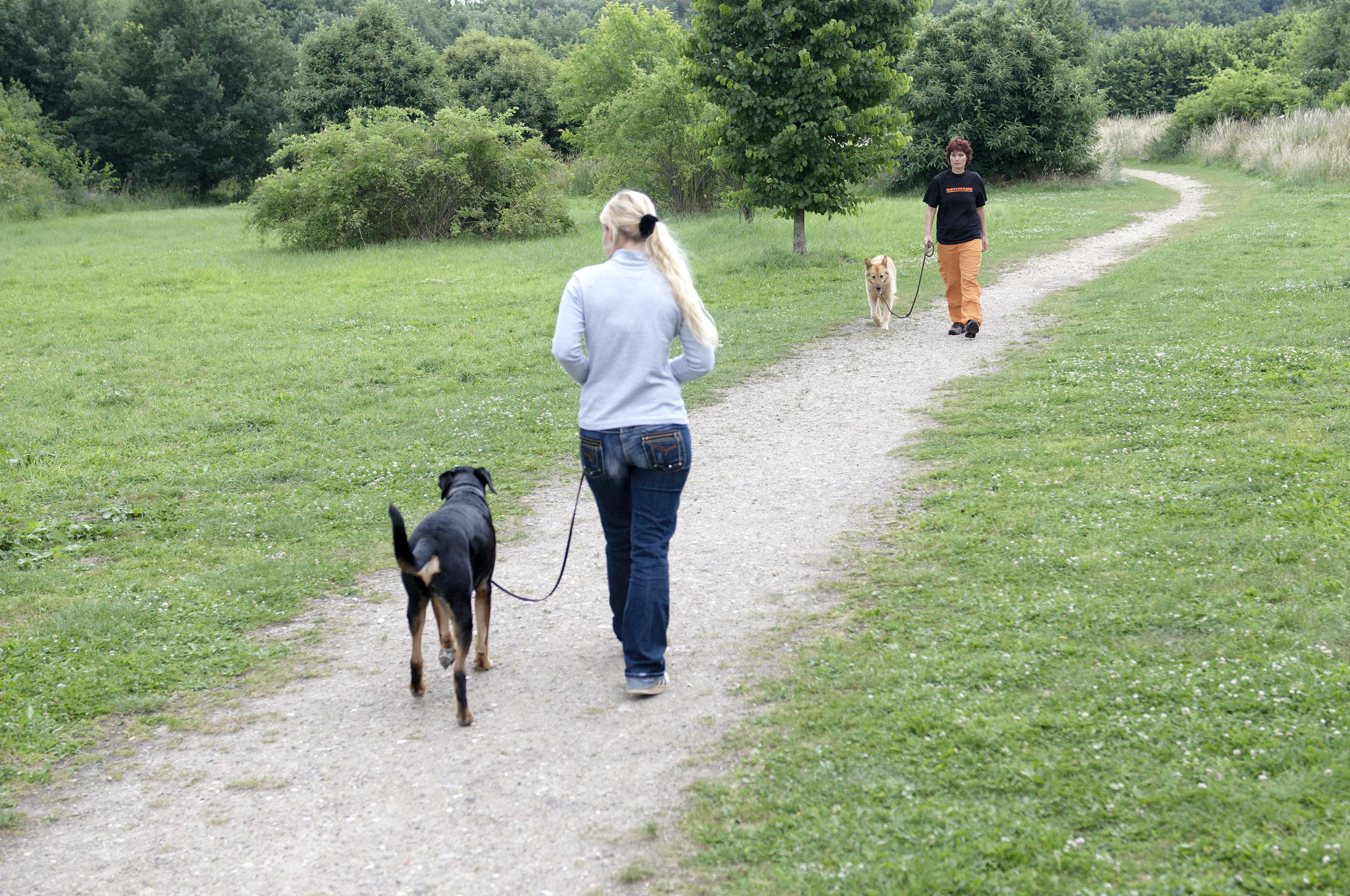 2 Mensch-Hund-Teams begegnen sich auf Wiesenweg