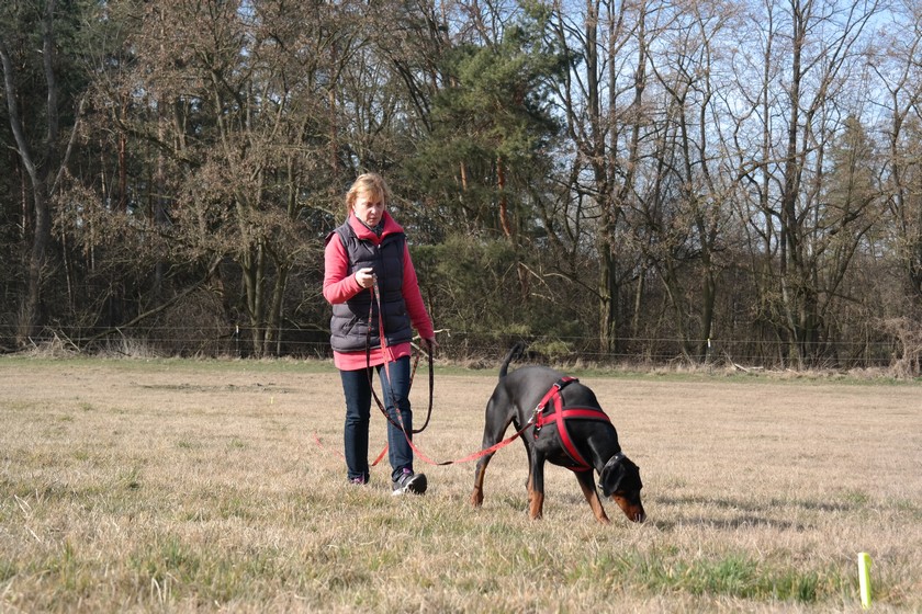 Dobermann auf einer Wiesen beim Fährten mit Frauchen