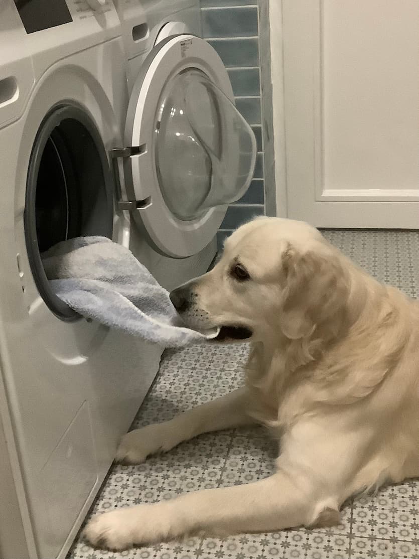 Golden Retriever Monty zieht Handtuch aus der Waschmaschine